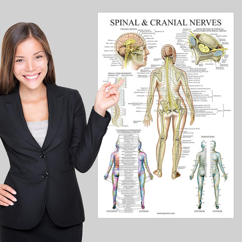 Palace Learning Spinal Nerves Anatomical Chart - Spine and Cranial Nervous System Anatomy Poster (LAMINATED, 18 x 24)