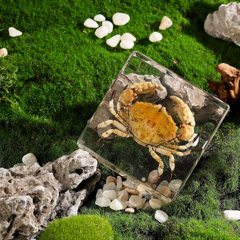 (3 3 1 inch) Taxidermy Crab, Real Crab Specimens Animal Specimen in Resin for Science Classroom Science Education