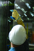SHOWA Atlas KV300 Cut Resistant Safety Glove with Kevlar Liner, X-Large (1 Pair), Yellow/Blue