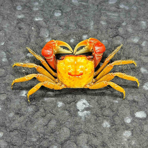 GFAZXDS A,15cm, Figurine,D-15cm Real Crab Insect Specimens Animal Taxidermy Collection for Science Education & Desk