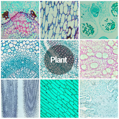 60 Microscope Slides with Specimens for Kids - Prepared Microscope Slides for Microbiology