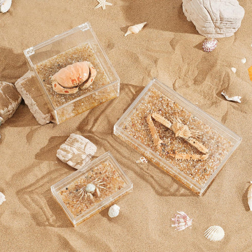 Real Crab Specimen in Acrylic Display Box Preserved Taxidermy for Marine Biology, Coastal Home Decor, and Nature Gift
