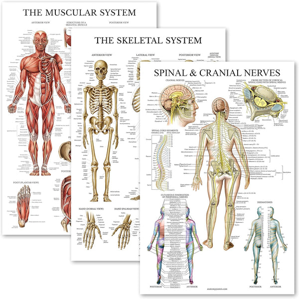 Palace Learning 3 Pack - Muscle, Skeleton, Spinal Nerves Anatomy Poster Set, Laminated 18" x 24"