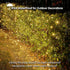 160LED 5ftx7ft, Dirnun Led Christmas Net Lights Outdoor Christmas Lights WarmWhite Waterproof Outdoor Indoor Fairy Mesh