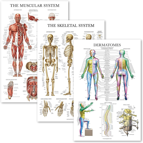 Palace Learning 3 Pack Anatomy Poster Set - Muscle, Skeleton, and Dermatomes Anatomical Charts - Laminated 18" x 24"