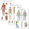 Palace Learning 3 Pack Anatomy Poster Set - Muscle, Skeleton, and Dermatomes Anatomical Charts - Laminated 18" x 24"