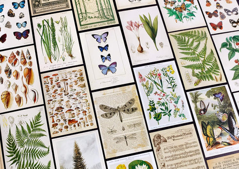 Vintage Collection Postcard Set: 30 Pack of Retro Style Botanical, Nature and Ephemera Postcards