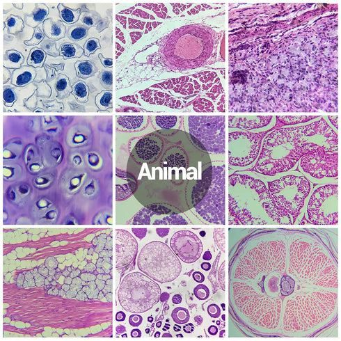 120 Microscope Slides with Specimens for Kids, Prepared Slides for Microbiology