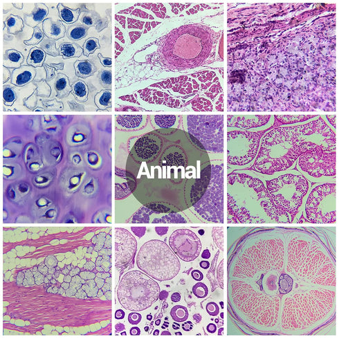 60 Microscope Slides with Specimens for Kids - Prepared Microscope Slides for Microbiology