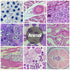 30 Microscope Slides with Specimens for Kids, Prepared Slides for Microbiology, Biology Gifts for Adults