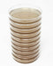 Malt Extract Agar (MEA) Plates for Mushroom Cultivation, 10 Prepoured Agar Plates