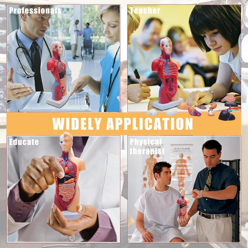 2026 11 inch 15 New Human Body Model for Kids, Pcs Removable Human Torso Anatomy Model for Teaching, Students