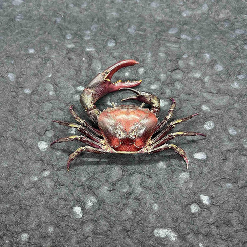 GFAZXDS A,15cm, Figurine,A-15cm Real Crab Insect Specimens Animal Taxidermy Collection for Science Education & Desk